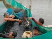 8 Juta USD dari GEF untuk FAO Indonesia Panen sidat oleh anggota Koperasi Mina Sidat Bersatu dampingan Proyek IFish di Cilacap, Jawa Tengah.© FAO Indonesia / Yohanes Jaya