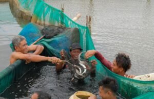 Panen sidat oleh anggota Koperasi Mina Sidat Bersatu dampingan Proyek IFish di Cilacap, Jawa Tengah.© FAO Indonesia / Yohanes Jaya