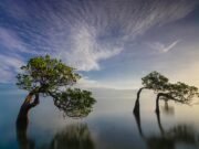 Konstitusi Hijau, Jalan Indonesia Menuju Keadilan Ekologis