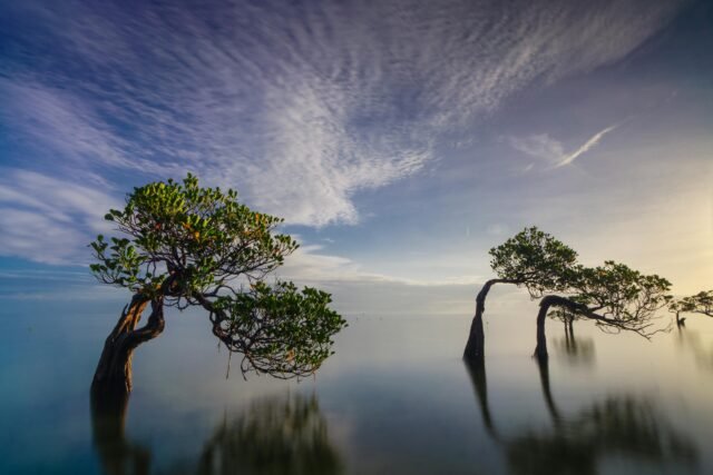 Stunning Mangrove Trees in Nusa Tenggara Indonesia